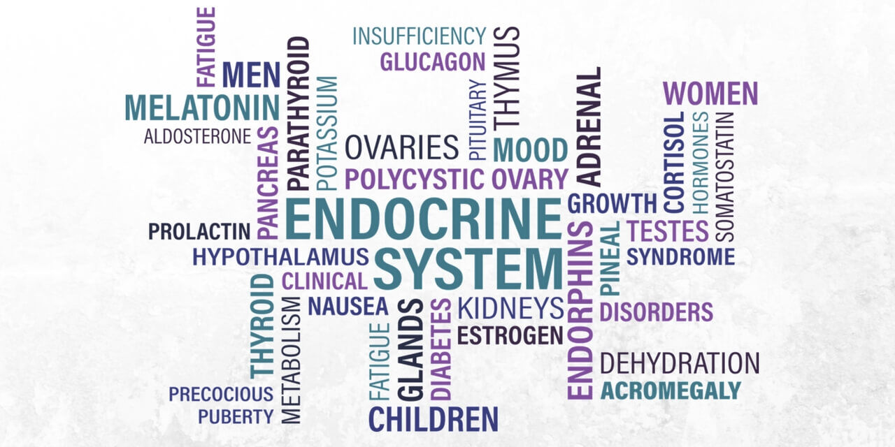 Top 6 Foods That Support Healthy Endocrine System