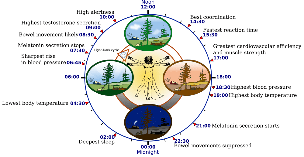 Melatonin In the Body