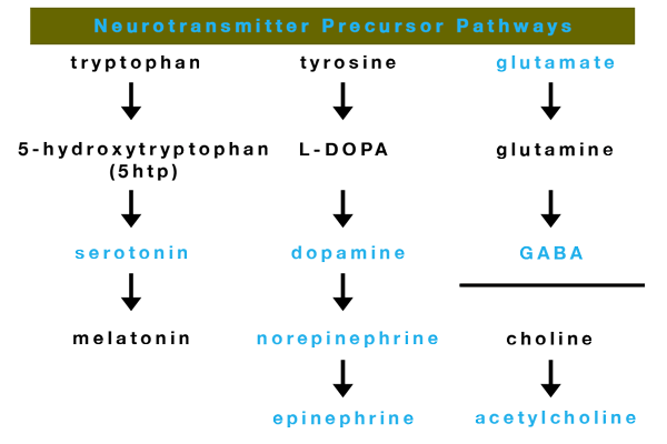 Precursors Of The Neurotransmitters