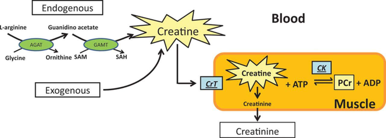 How Does Creatine Works